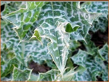Milk Thistle