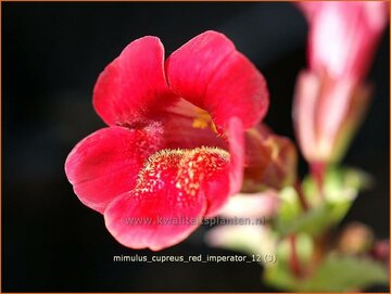 Monkeyflower
