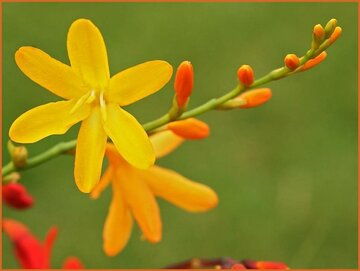 Montbretia