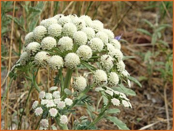 Moon Carrot