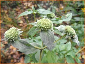 Mountain Mint