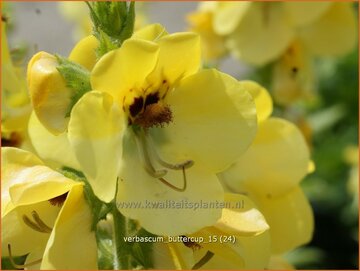 Mullein