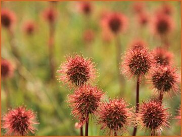 New Zealand Bur