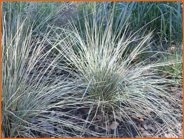 Oat Grass