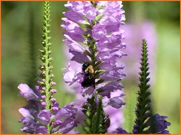 Obedient Plant