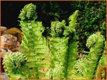 Ostrich Fern