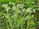Pale Indian Plantain