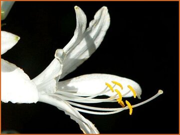 Paradise Lily