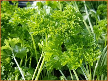 Parsley