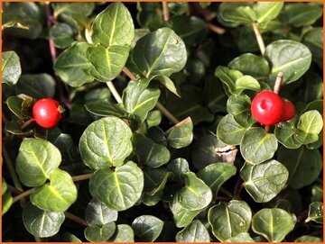 Partridgeberry