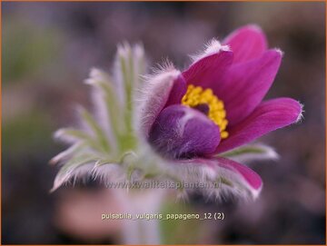 Pasqueflower