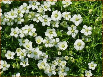 Pearlwort