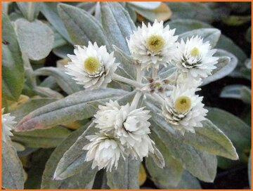 Pearly Everlasting