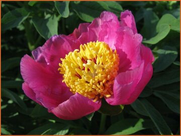 Peony