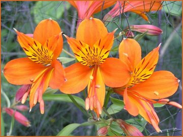 Peruvian Lily