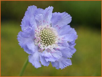 Pincushion Flower