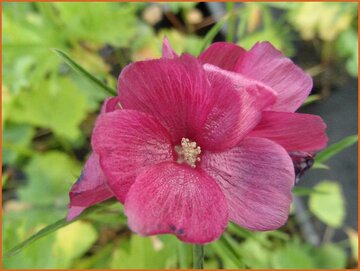 Prairie Mallow