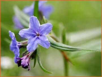 Purple Gromwell