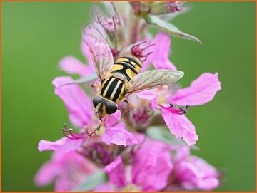 Purple Loosestrife