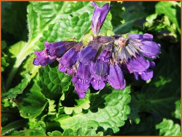 Pyrenean Dead-nettle