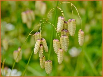 Quaking Grass