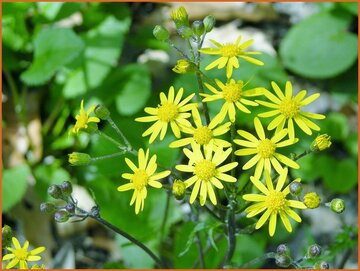 Ragwort