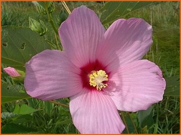 Rose Mallow