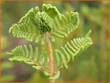 Royal Fern
