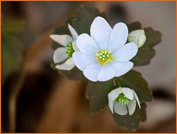 Rue Anemone