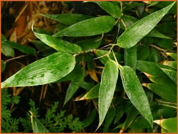 Ruscus Bamboo