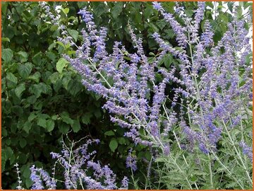 Russian Sage
