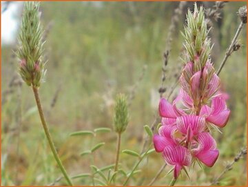 Sainfoin