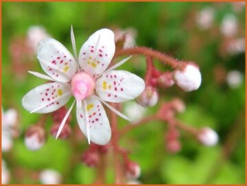 Saxifrage