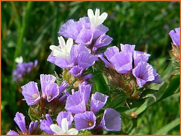 Sea Lavender