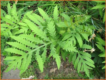 Sensitive Fern
