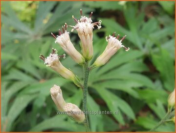 Shredded Umbrella Plant