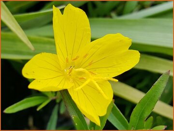 Shrubby Evening Primrose