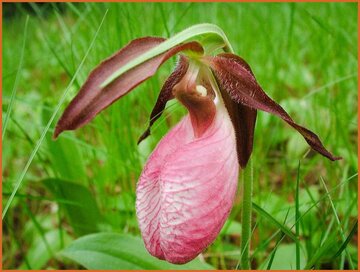 Slipper Orchid