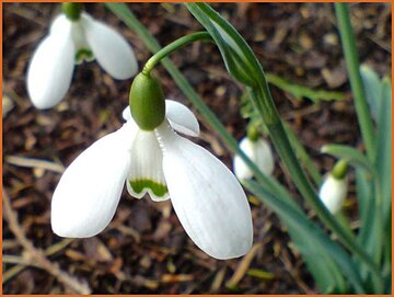 Snowdrop