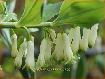 Solomon's Seal