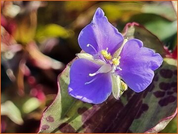 Spotted Widow's Tears