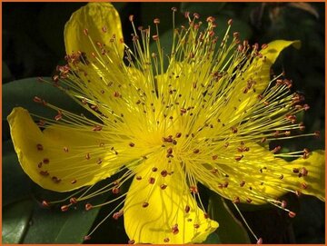 St. John's Wort