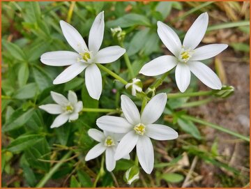 Star-of-Bethlehem