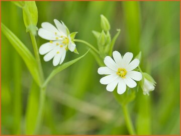 Stitchwort