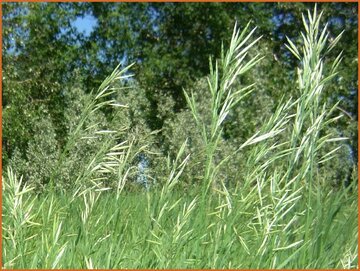 Sweetgrass