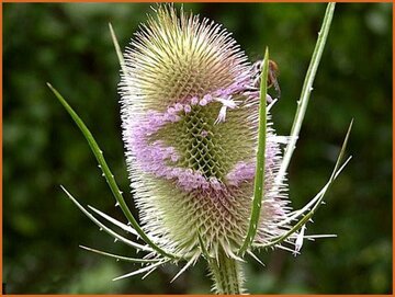 Teasel