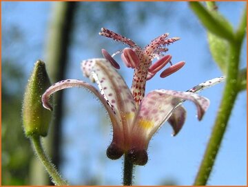Toad Lily