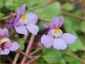 Toadflax (Cymbalaria)