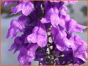 Toadflax (Linaria)