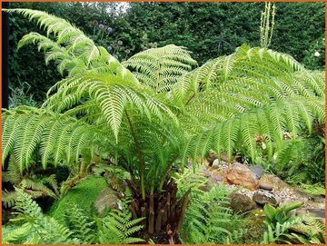 Tree Fern (Dicksonia)